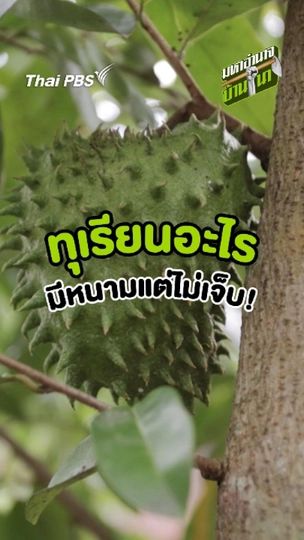ทุเรียนอะไรมีหนามแต่ไม่เจ็บ