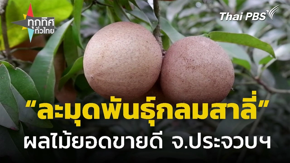 "ละมุดพันธุ์กลมสาลี่" ผลไม้ยอดขายดี จ.ประจวบฯ