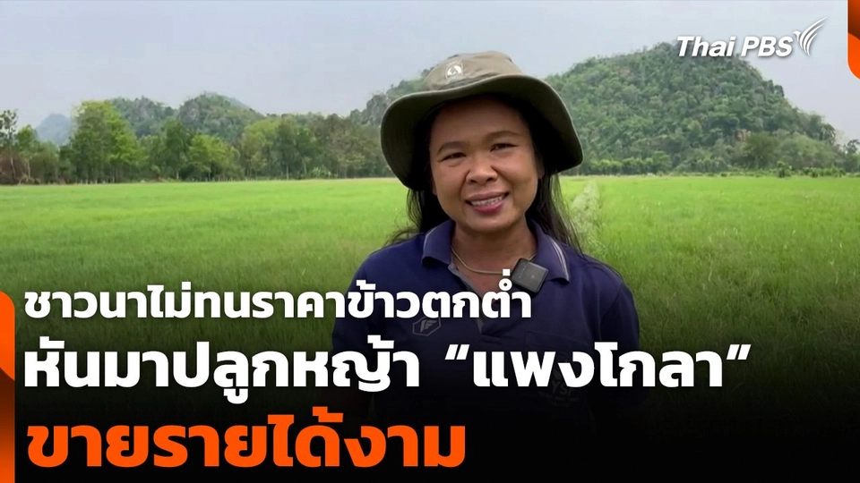 ชาวนาไม่ทนราคาข้าวตกต่ำ หันมาปลูกหญ้า “แพงโกลา” ขายรายได้งาม