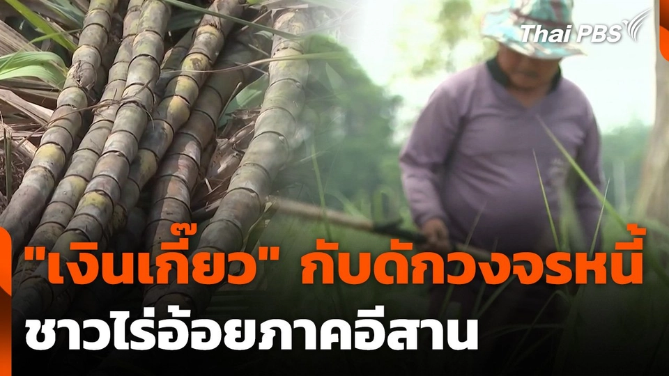 "เงินเกี๊ยว" กับดักวงจรหนี้ชาวไร่อ้อยภาคอีสาน