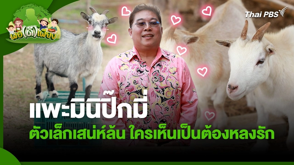 พอดีพอเพียง : แพะมินิปิ๊กมี่ ตัวเล็กเสน่ห์ล้น ใครเห็นเป็นต้องหลงรัก