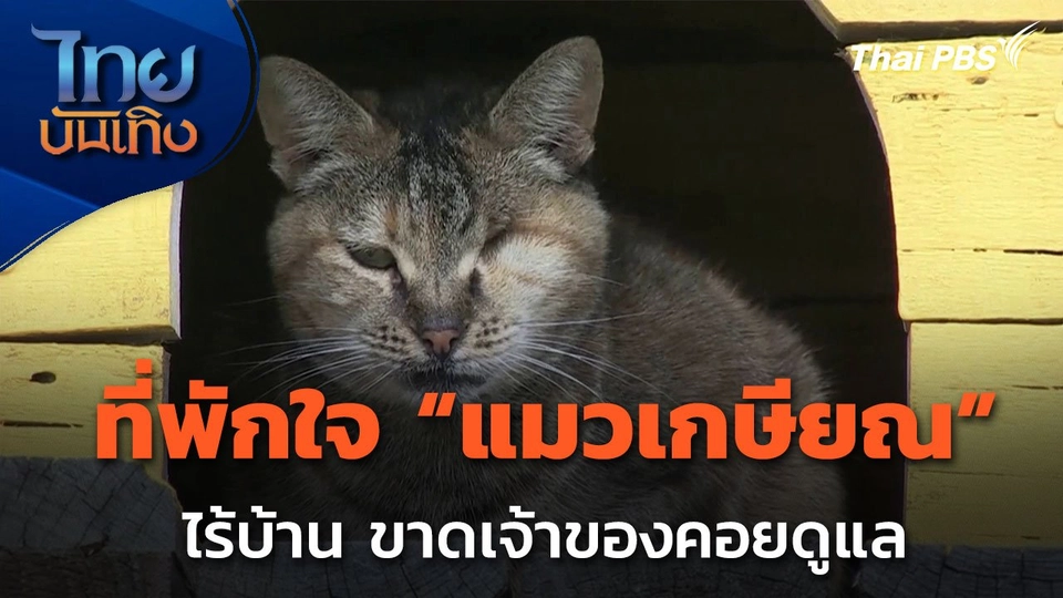 ไอเดียที่พักใจ สำหรับแมววัยเกษียณในแอฟริกาใต้