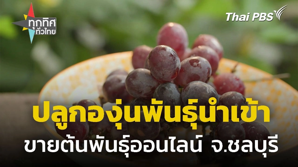 ปลูกองุ่นพันธุ์นำเข้า ขายต้นพันธุ์ออนไลน์ จ.ชลบุรี