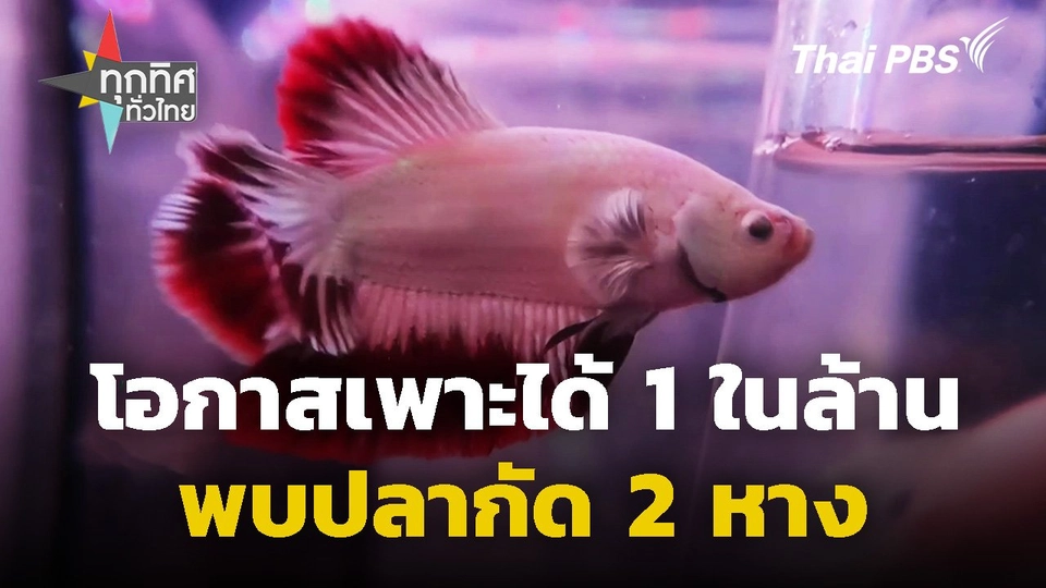พบปลากัด 2 หาง โอกาสเพาะได้ 1 ในล้าน จ.ราชบุรี