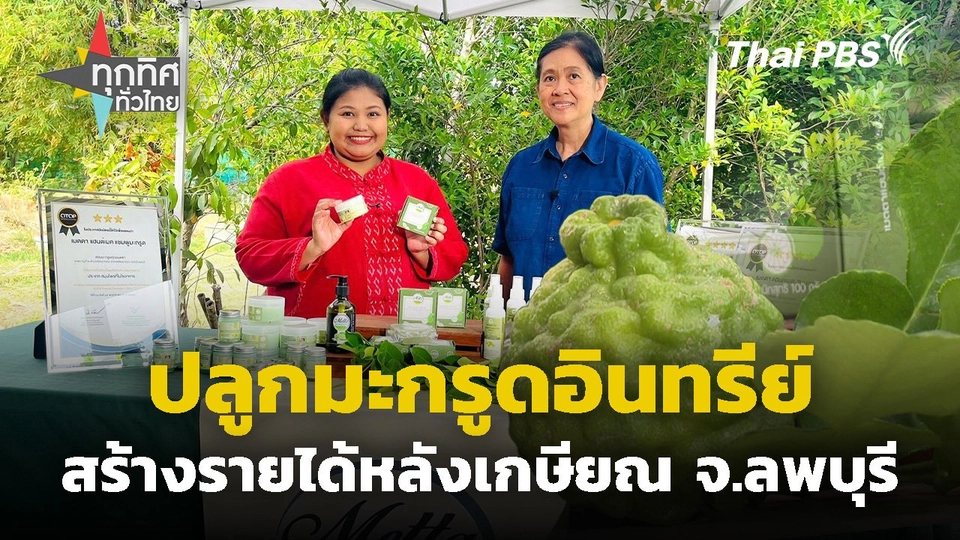 ปลูกมะกรูดอินทรีย์สร้างรายได้หลังเกษียณ จ.ลพบุรี