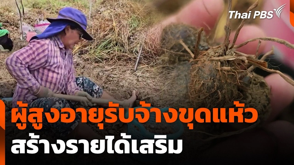 ผู้สูงอายุรับจ้างขุดแห้ว สร้างรายได้เสริม จ.พิษณุโลก