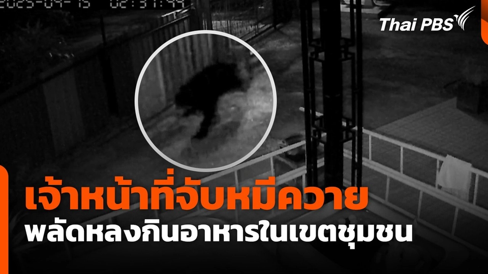 เจ้าหน้าที่จับหมีควายพลัดหลงกินอาหารในเขตชุมชน