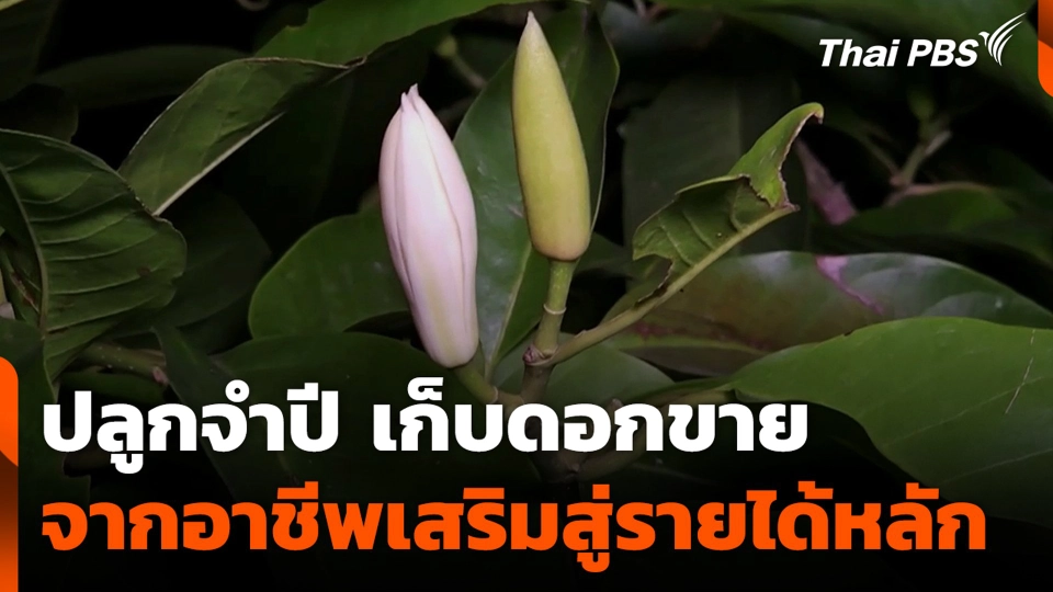 ปลูกจำปี เก็บดอกขาย จากอาชีพเสริมสู่รายได้หลัก
