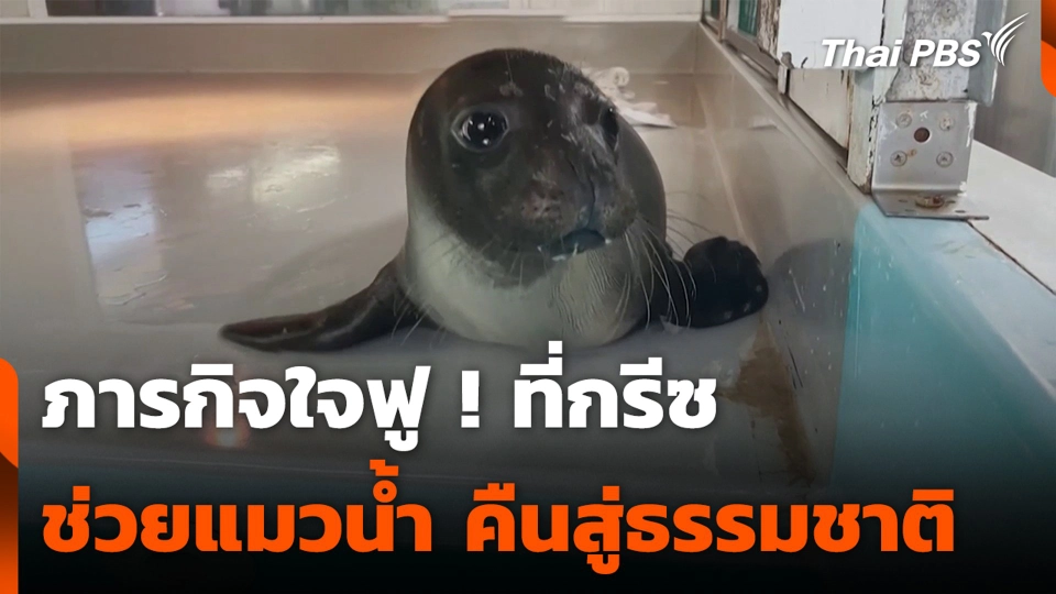 ภารกิจใจฟู ! ที่กรีซ ช่วยแมวน้ำ คืนสู่ธรรมชาติ