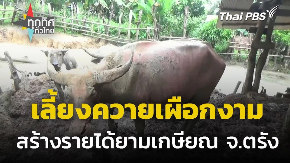 ตาวัย 76 ปี เลี้ยงควายเผือกงาม สร้างรายได้หลักล้านต่อปี