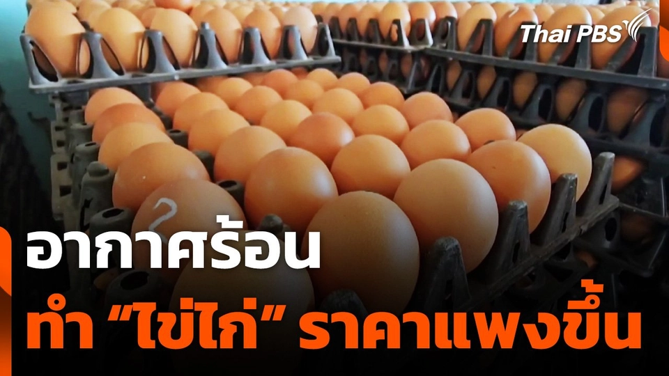 อากาศร้อน ทำ "ไข่ไก่" ราคาแพงขึ้น