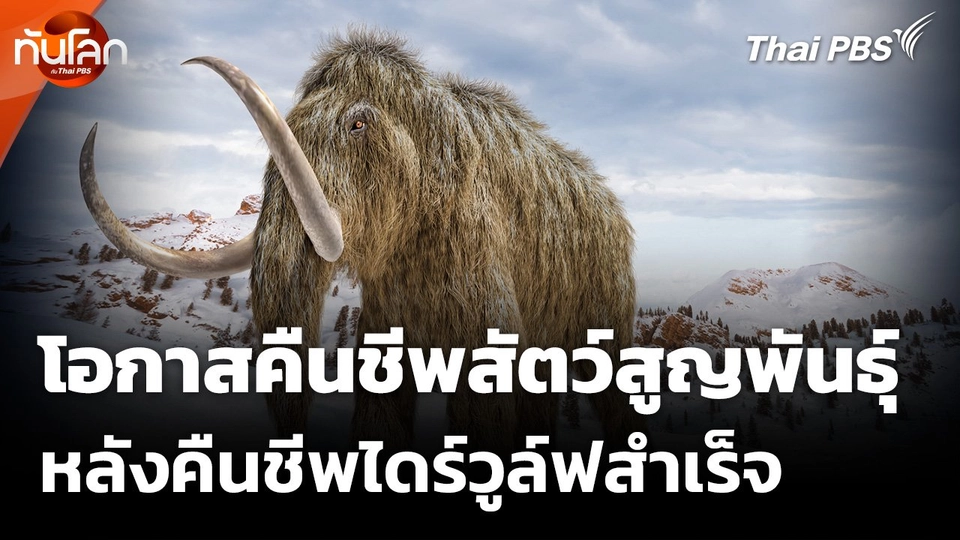 โอกาสคืนชีพสัตว์สูญพันธุ์ หลังคืนชีพไดร์วูล์ฟสำเร็จ