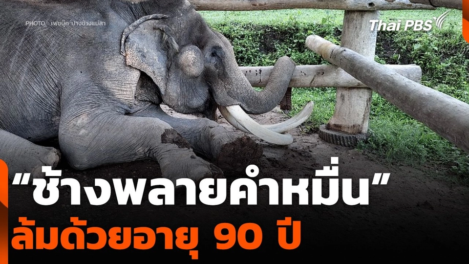 “ช้างพลายคำหมื่น” ล้มด้วยอายุ 90 ปี