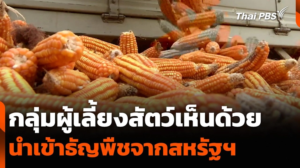 กลุ่มผู้เลี้ยงสัตว์เห็นด้วย นำเข้าธัญพืชจากสหรัฐฯ เชื่อราคาอาหารสัตว์จะลดลง