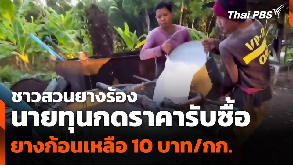 ชาวสวนยางร้องนายทุนกดราคารับซื้อ "ยางก้อน" เหลือ 10 บาท/กก.