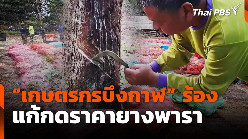 เกษตรกร จ.บึงกาฬ ร้อง แก้กดราคายางพารา