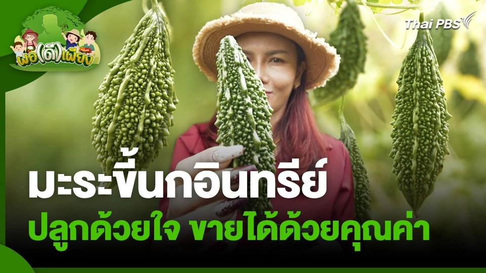 พอดีพอเพียง : มะระขี้นกอินทรีย์ ปลูกด้วยใจ ขายได้ด้วยคุณค่า
