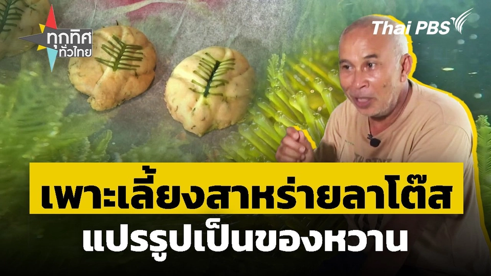 เพาะเลี้ยงสาหร่ายลาโต๊สแปรรูปเป็นของหวาน