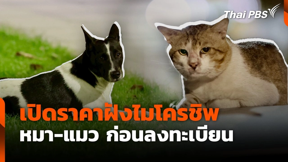 เปิดราคาฝังไมโครชิพ หมา-แมว ก่อนลงทะเบียน