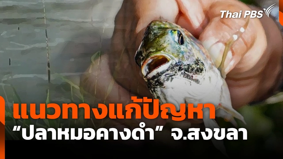 แนวทางแก้ปัญหาปลาหมอคางดำ อ.ระโนด จ.สงขลา | จับตาสถานการณ์ | 25 เม.ย. 68