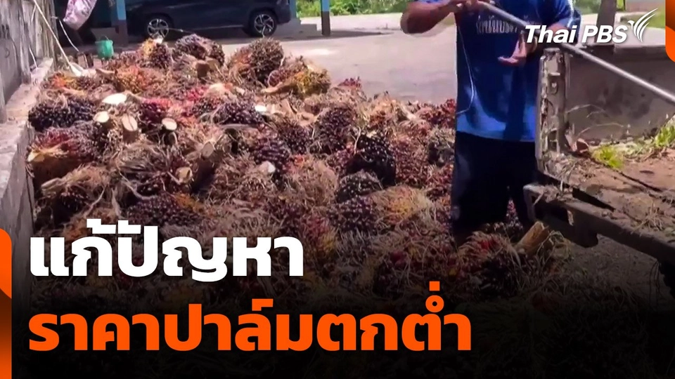 แก้ปัญหาราคาปาล์มตกต่ำ