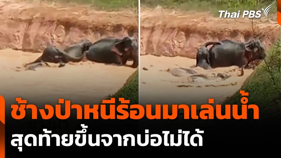 ช้างป่าหนีร้อนมาเล่นน้ำบ่อชาวบ้าน แต่ขึ้นไม่ได้
