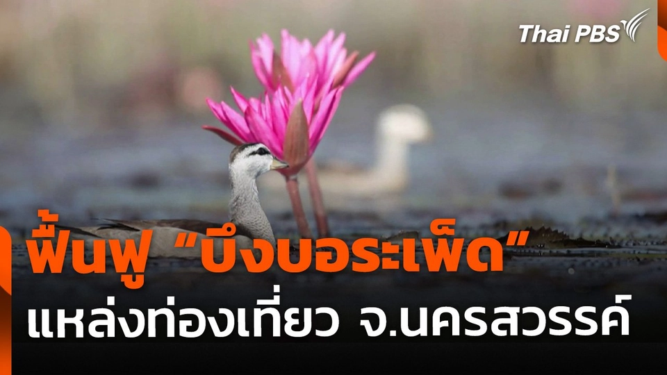 ฟื้นฟู "บึงบอระเพ็ด" แหล่งท่องเที่ยว จ.นครสวรรค์