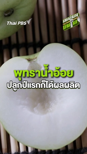 พุทราน้ำอ้อยปลุกปีแรกก้ได้ผลผลิต