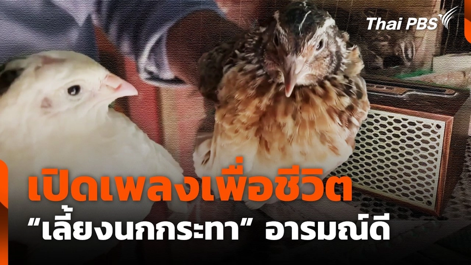 เปิดเพลงเพื่อชีวิต "เลี้ยงนกกระทา" อารมณ์ดี