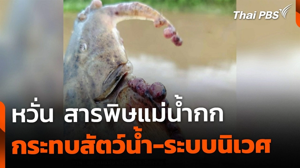 หวั่น สารพิษแม่น้ำกก กระทบสัตว์น้ำ-ผลผลิตทางการเกษตร