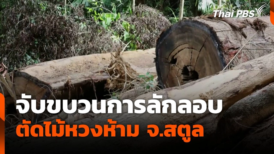 จับขบวนการลักลอบตัดไม้หวงห้าม จ.สตูล