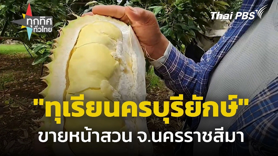 "ทุเรียนครบุรียักษ์" ขายหน้าสวน จ.นครราชสีมา