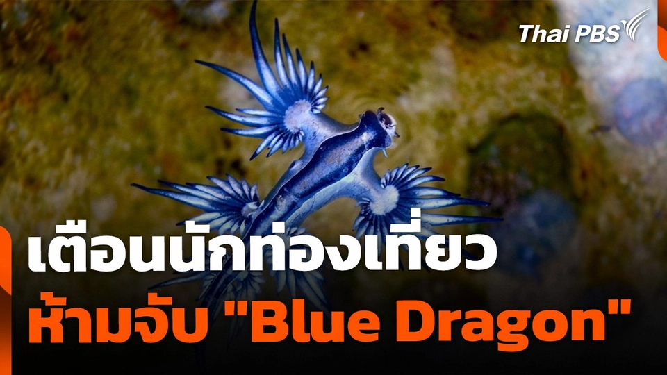 เตือนนักท่องเที่ยว ห้ามสัมผัส "Blue Dragon"
