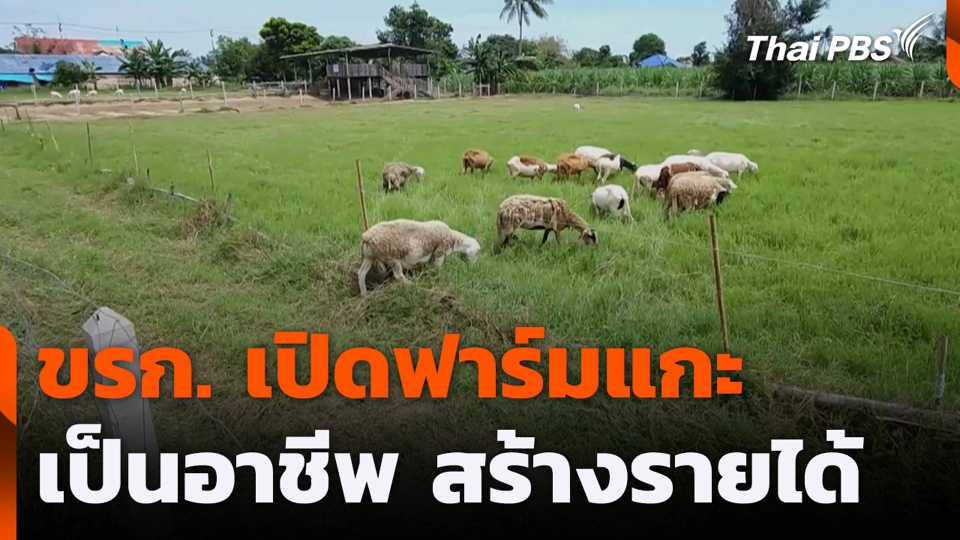 ขรก. เปิดฟาร์มแกะ เป็นอาชีพ สร้างรายได้