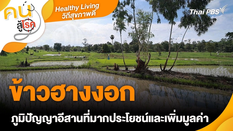 Healthy Living วิถีสุขภาพดี : ข้าวฮางงอก ภูมิปัญญาอีสานที่มากประโยชน์และเพิ่มมูลค่า