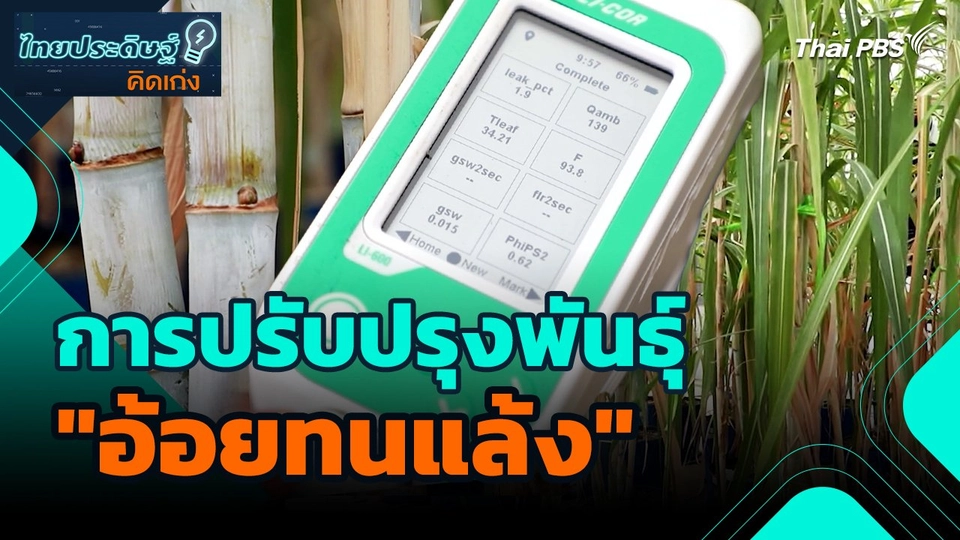 ไทยประดิษฐ์คิดเก่ง : การปรับปรุงพันธุ์ "อ้อยทนแล้ง"