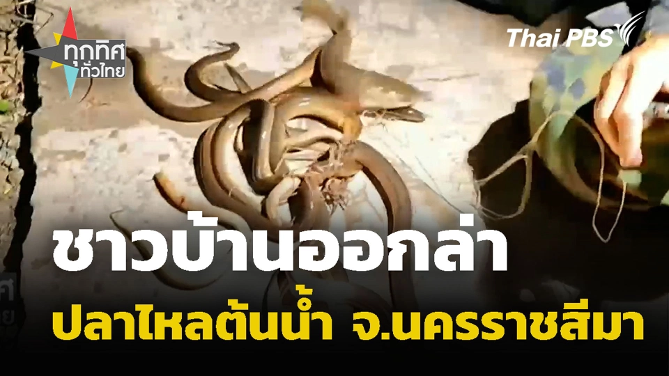 ชาวบ้านออกล่าปลาไหลต้นน้ำ จ.นครราชสีมา