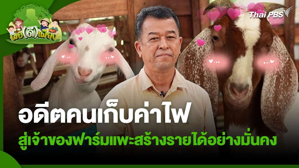 พอดีพอเพียง : อดีตคนเก็บค่าไฟ สู่เจ้าของฟาร์มแพะสร้างรายได้อย่างมั่นคง