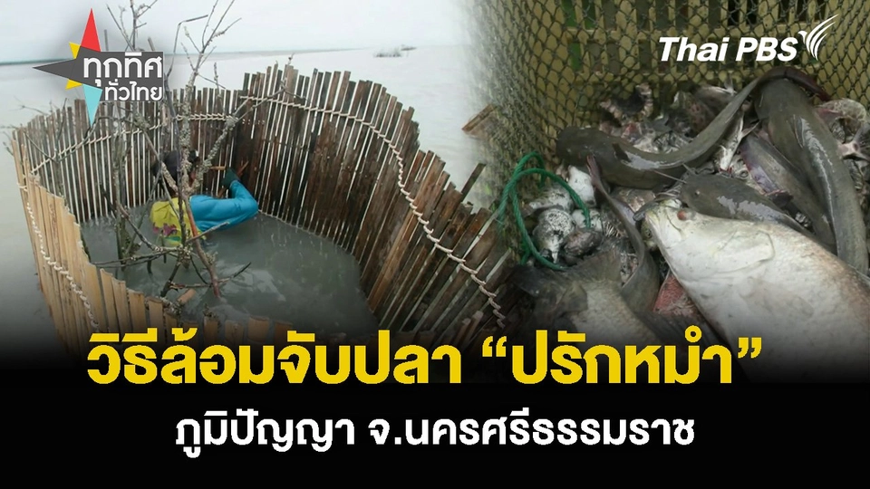 วิธีล้อมจับปลา “ปรักหมำ” ภูมิปัญญา จ.นครศรีธรรมราช