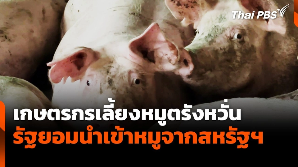 เกษตรกรเลี้ยงหมูตรังหวั่นรัฐยอมนำเข้าหมูจากสหรัฐฯ