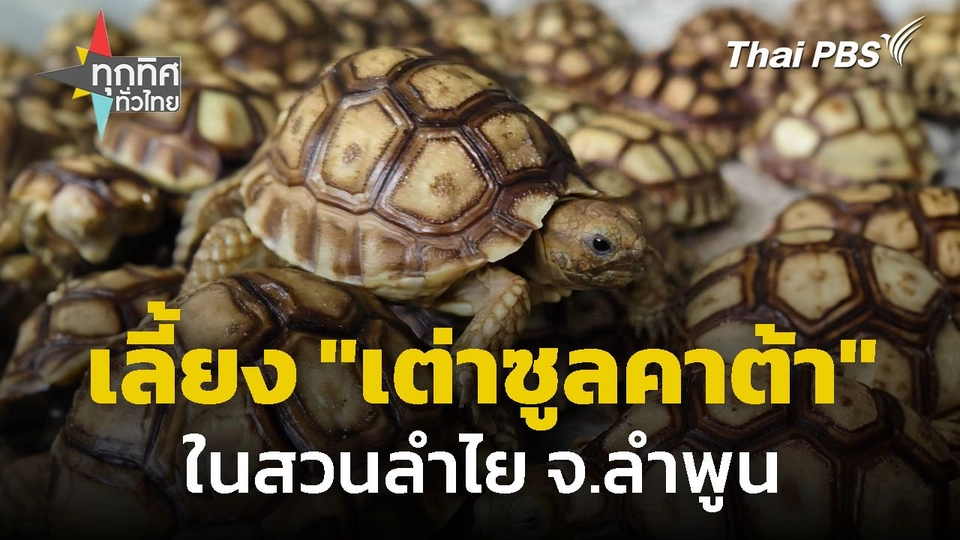เลี้ยง "เต่าซูลคาต้า" ในสวนลำไย จ.ลำพูน