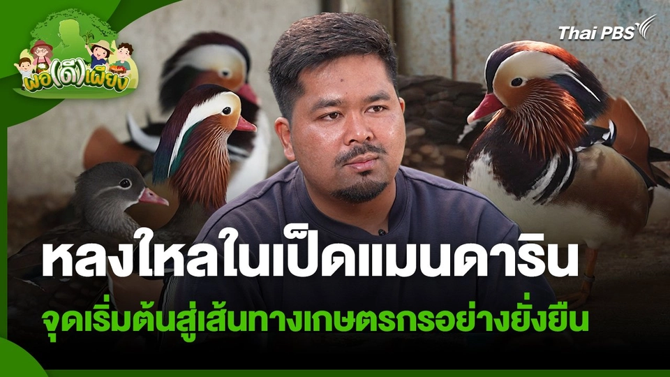 พอดีพอเพียง : หลงใหลในเป็ดแมนดาริน จุดเริ่มต้นสู่เส้นทางเกษตรกรอย่างยั่งยืน