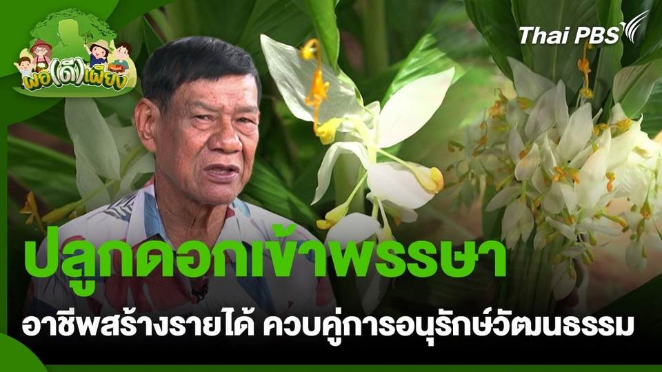 พอดีพอเพียง : ปลูกดอกเข้าพรรษา อาชีพสร้างรายได้ ควบคู่การอนุรักษ์วัฒนธรรม