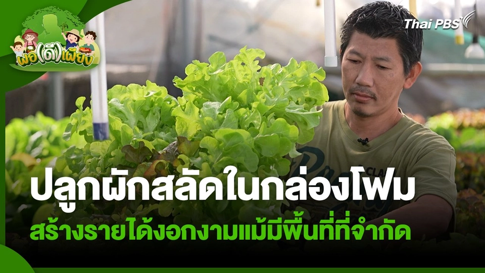 พอดีพอเพียง : ปลูกผักสลัดในกล่องโฟม สร้างรายได้งอกงามแม้มีพื้นที่ที่จำกัด