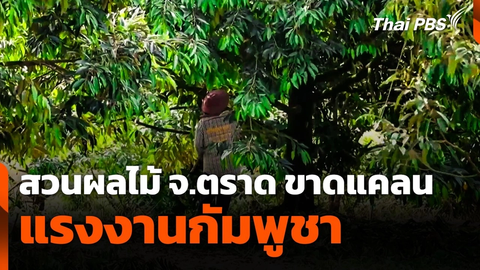 สวนผลไม้ จ.ตราด ขาดแคลนแรงงานกัมพูชา