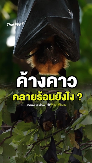 ค้างคาว คลายร้อนยังไง ?