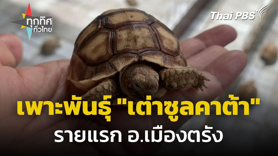 เพาะพันธุ์ "เต่าซูลคาต้า" รายแรก อ.เมืองตรัง