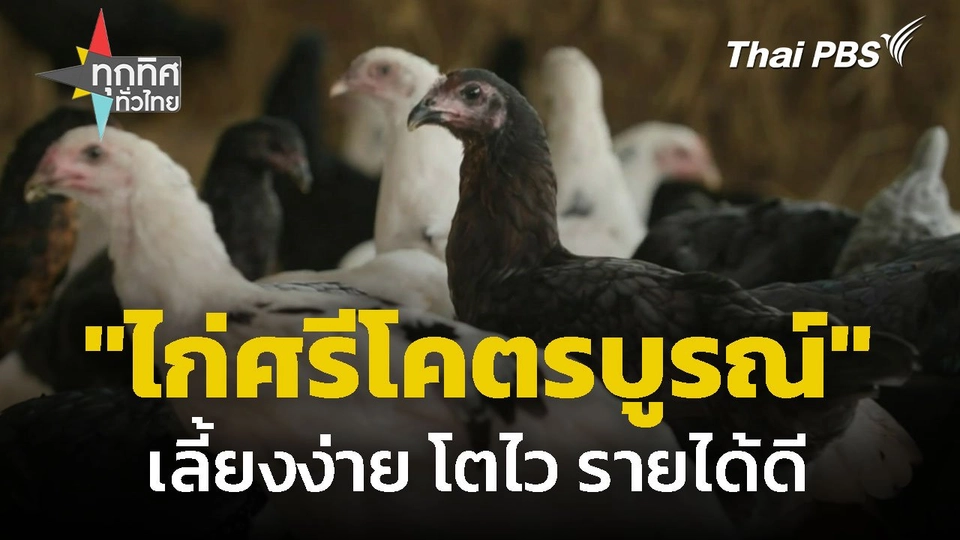 "ไก่ศรีโคตรบูรณ์" เลี้ยงง่าย โตไว รายได้ดี