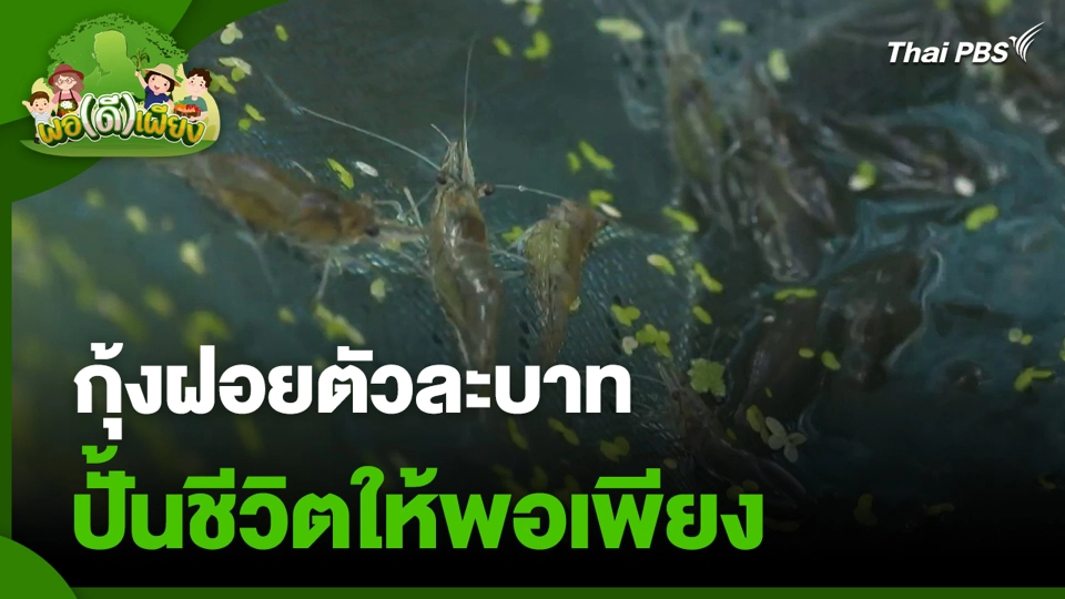 กุ้งฝอยตัวละบาท ปั้นชีวิตให้พอเพียง