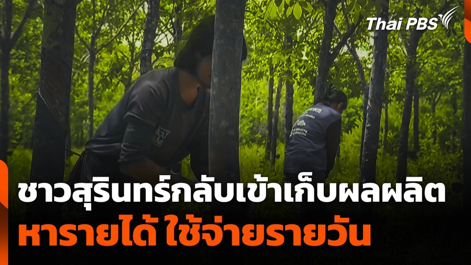 ชาวสุรินทร์กลับเข้าเก็บผลผลิต หารายได้ ใช้จ่ายรายวัน